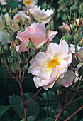 'Penelope' Rosa moschata , Strauchrose, öfter blühend, guter Duft