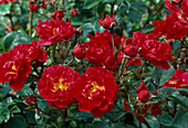 Rosa 'Heidekind' (ground cover rose), repeat flowering and robust