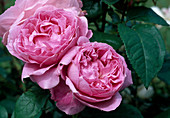 Rosa 'Mary Rose' (Englische Rose), öfterblühend, gute Duft