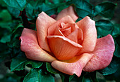 Rosa 'Zambra 93' floribunda, double flowering, light fragrance, meilland