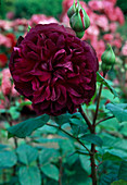 Rosa 'William Shakespeare', Englische Rose, öfterblühend mit starkem Duft
