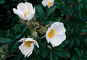Rosa rugosa 'White Surprise', Strauchrose, öfterblühend mit starkem Duft