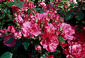 Rosa 'Deborah' Floribundarose, öfterblühend, leichter Duft