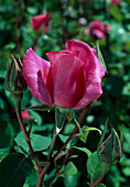 Rosa 'The Mac Cartney Rose' Tea hybrid, repeat flowering, very fragrant