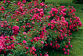 Rosa 'Flower Carpet' - syn. 'Heidetraum', 'Emera' Strauchrose, öfterblühend, Bodendecker, leichter Duft, sehr gesund