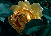 Rosa 'Golden Celebration' English rose, shrub rose, double flowering, very good fragrance