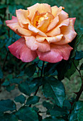 Rosa 'Inspiration' Tea hybrid, repeat flowering, fragrant