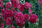Rosa wichuriana 'Dorothy Perkins' Climbing rose, rambler rose, single flowering, light fragrance