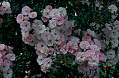 Rosa 'The Fairy' Polyantharose, Bodendecker, öfterblühend