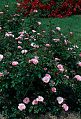 Rosa 'Bonica' Floribundarose, Kleinstrauchrose, öfterblühend, leichter Apfelrosenduft