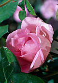 Rose 'Centenaire de Lourdes' Strauchrose, öfterblühend, guter Duft