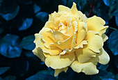 Rose 'Gina Lollobrigida' Tea hybrid, repeat flowering, slightly fragrant