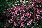 Rosa 'Magic Meidiland' Small shrub rose, repeat flowering, delicate fragrance