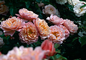 Rosa 'Marie Curie' Floribunda, Strauchrose, öfterblühend, guter Duft