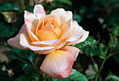 Rose 'King Arthur' syn. 'Lawrence of Arabia', 'Samaritan' Tea hybrid, noble rose, repeat flowering, strong fragrance