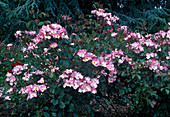 Rosa floribunda 'Rush' (Floribundarose), öfterblühend, fruchtiger Duft
