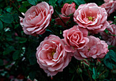 Rosa 'Bella Rosa'syn.' Toynbee Hall ', Polyantharose, öfterblühend, duftend