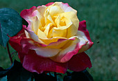 Rosa 'Horticolor' tea hybrid, repeat flowering, fragrant
