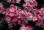 Rosa 'Cumbaya' Floribunda roses, shrub rose, repeat flowering, slightly fragrant