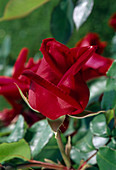 Rosa 'Ena Harkness' Teehybrid, repeat flowering, well scented