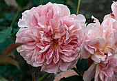 Rose 'The Mayflower' (Englische Rose, Strauchrose), öfterblühend, intesiv duftend