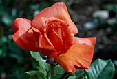 Rosa 'Corinne Touzet' tea hybrid, repeat flowering, fruity fragrance