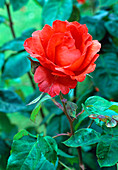 Rosa 'Satellite' tea hybrid, repeat flowering, light fragrance, very floriferous