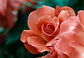 Rose 'Prunella' tea hybrid, repeat flowering, fragrant