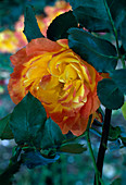 Rosa 'Pareo' Tea hybrid by Meilland, repeat flowering, slightly fragrant
