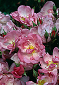 Rosa 'Lyric' - shrub rose, repeat flowering, light fragrance, easy to grow