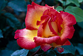 Rosa 'Sweet Delight' tea hybrid, repeat flowering, good fragrance