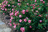 Rosa 'Mirato' (Bodendecker-Rose), öfterblühend, kaum Duft