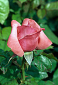 Rose 'Silver Jubilee' Teehybride, öfterblühend, duftend
