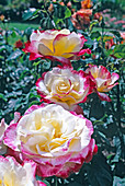 Rosa 'Double Delight' Teehybride, öfterblühend, würziger Duft