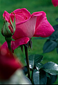 Rose 'Baronne de Rothschild' Tea hybrid, repeat flowering, slightly fragrant