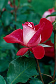 Rosa 'Molly McGredy' floribunda rose, repeat flowering, slightly fragrant