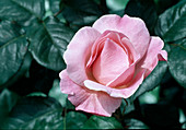 Rose 'Queen Elizabeth' Floribunda rose, repeat flowering, light fragrance