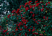 Rosa 'Sarabande' Floribunda Rose, öfterblühend, schwach duftend