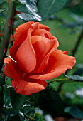 Rosa 'Alexander' tea hybrid, repeat flowering, light fragrance