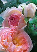 Rosa 'Kir Royal' - Kletterrose