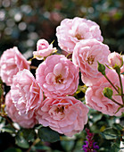 Shrub rose 'Bonica'