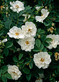 Rose alba 'Semiplena'