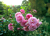 Shrub rose