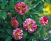 'Rosa Mundi', Syn. 'Rosa gallica versicolor'