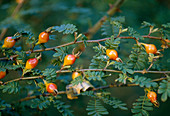 Rosa omeiensis F.polyphylla