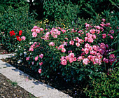 Floribunda rose 'Bonica', stone border