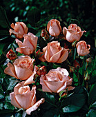 Floribunda rose 'Rose fairy'