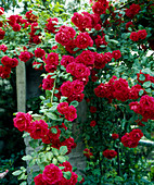 Climbing Rose 'Flammentanz'