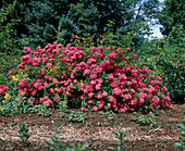 Climbing rose multiflora-hybrid