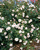 Climbing rose